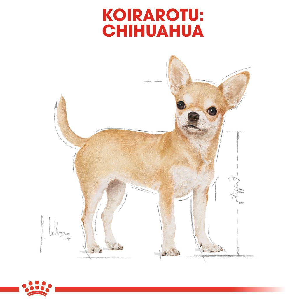 Chihuahua Adult dry | Royal Canin