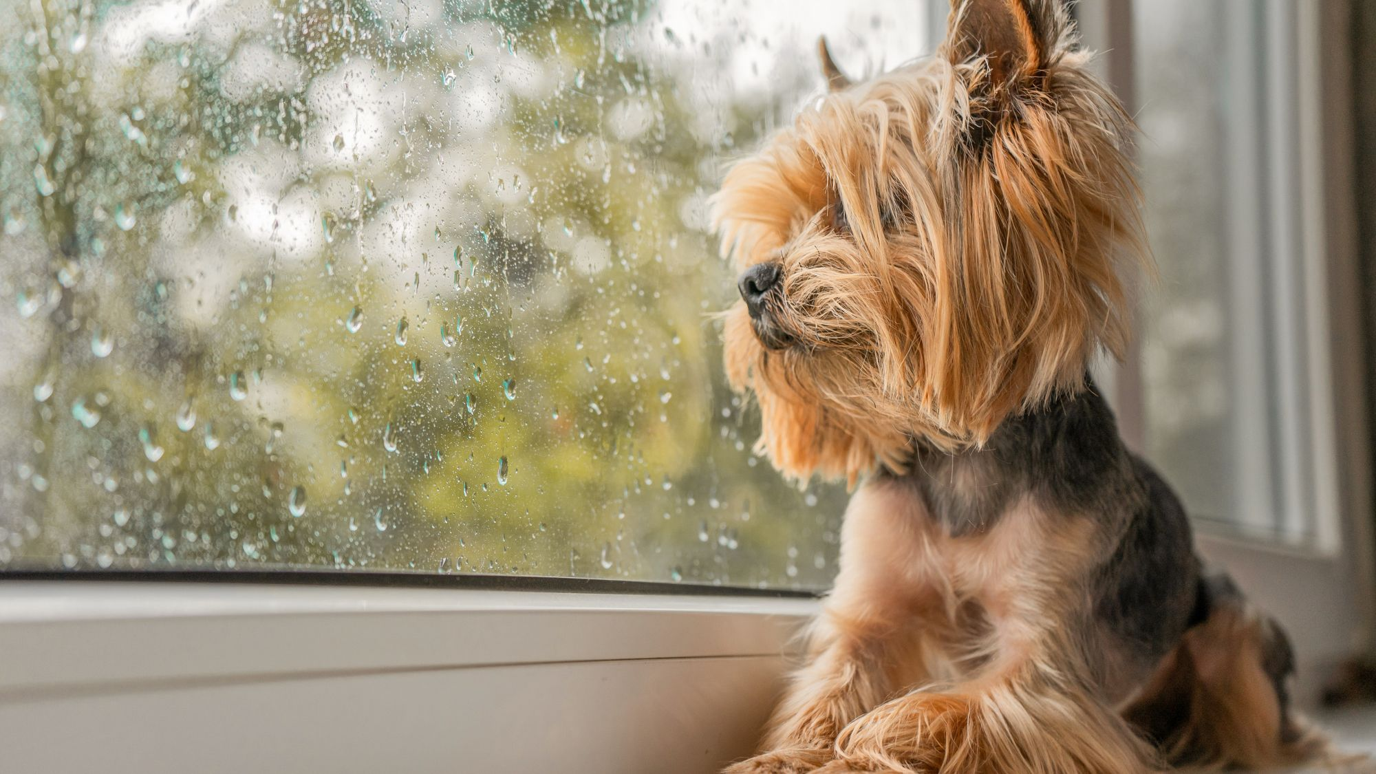 Yorkshire Terrier indoors looking out of a window