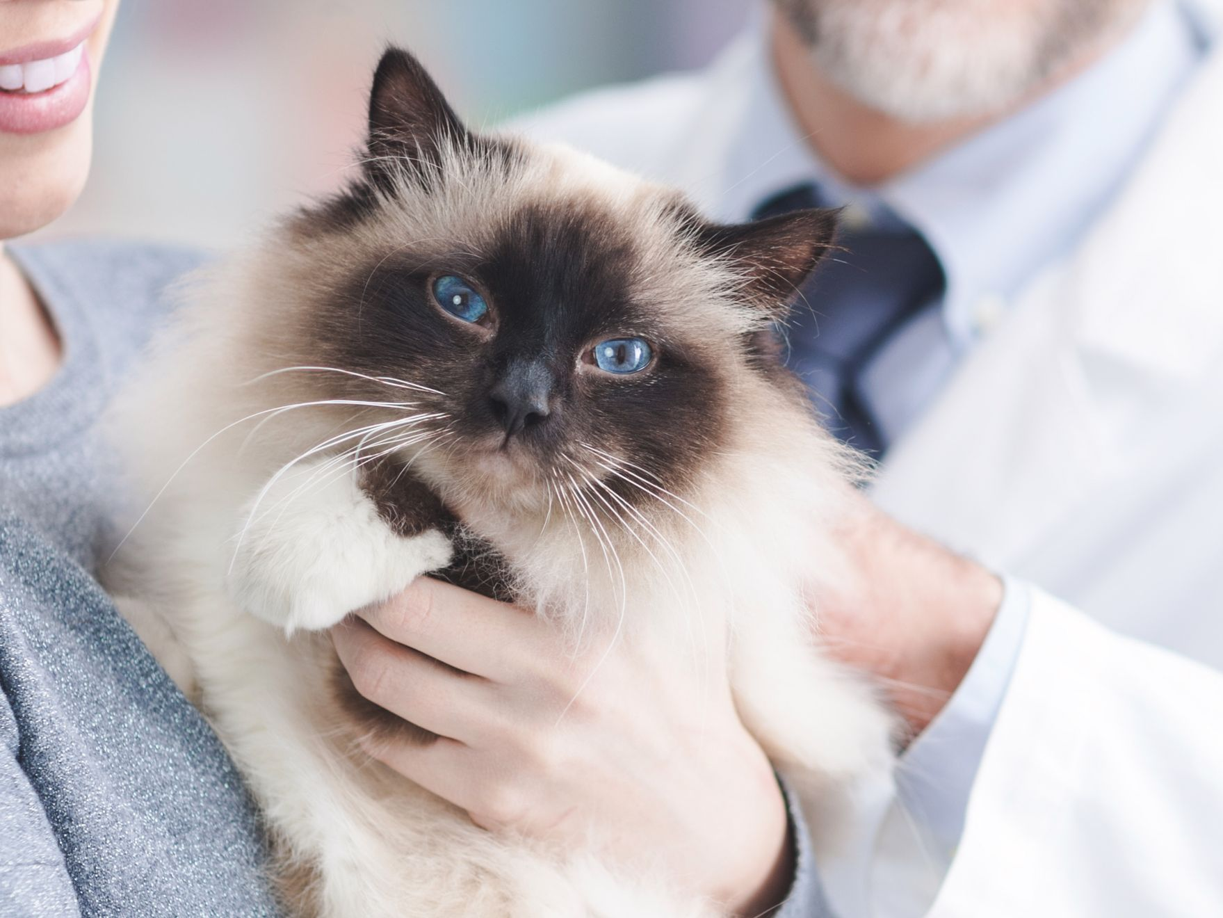 White and black cat being held and stroked by a man and woman