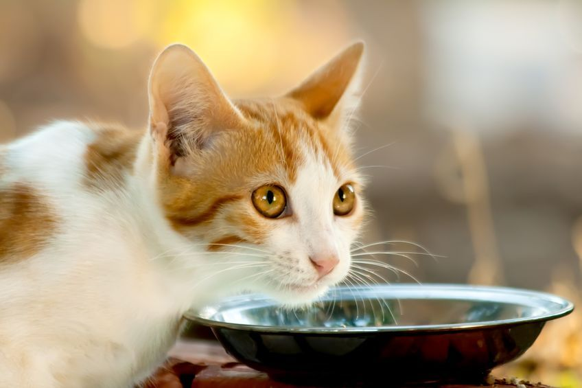 Кошка не ест - почему кот отказывается от еды, кошка ничего не ест:  причины, что делать | Royal Canin