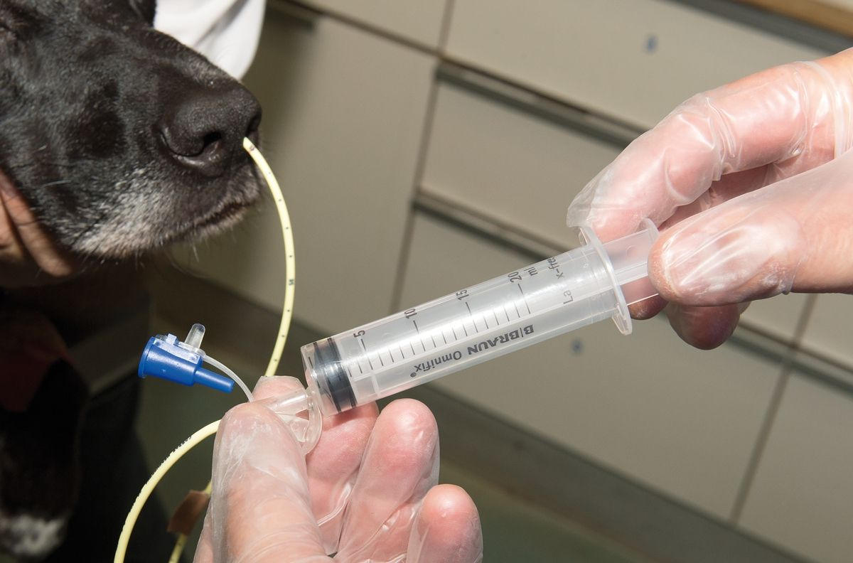A short guide to... Nasal feeding tubes in dogs Vet Focus
