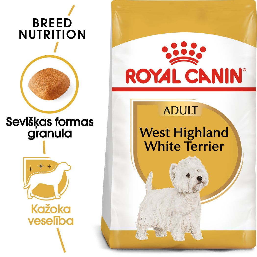 West Highland White Terrier Adult