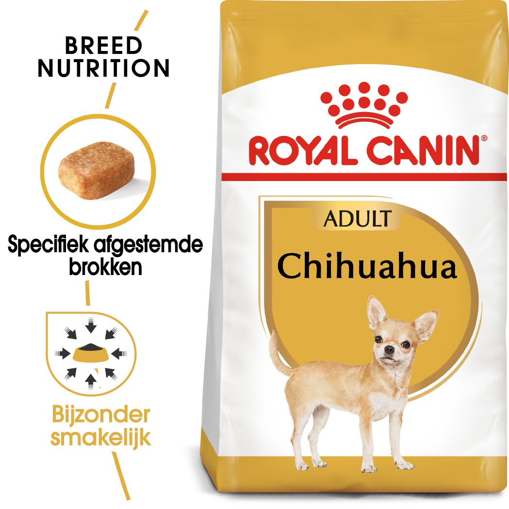 Chihuahua Adult