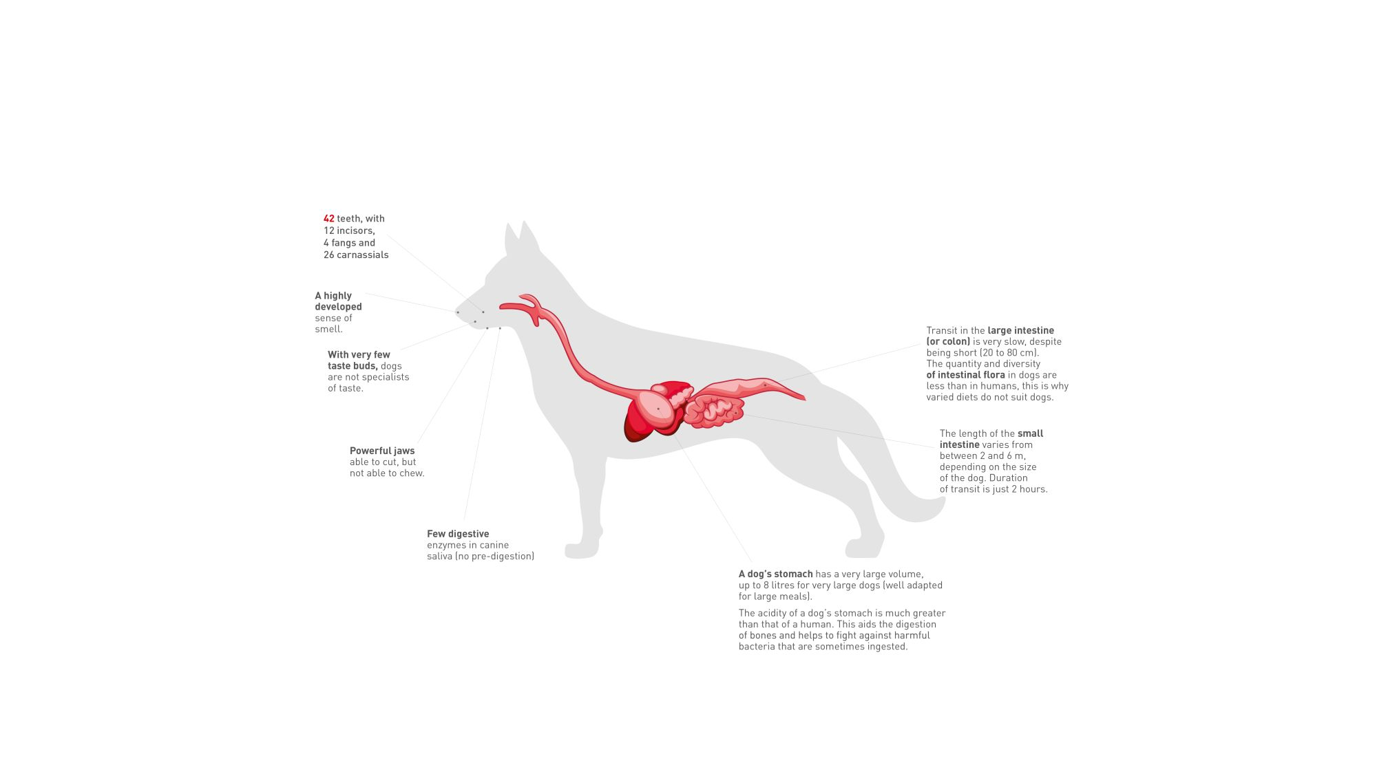 Dog digestive system step by outlet step