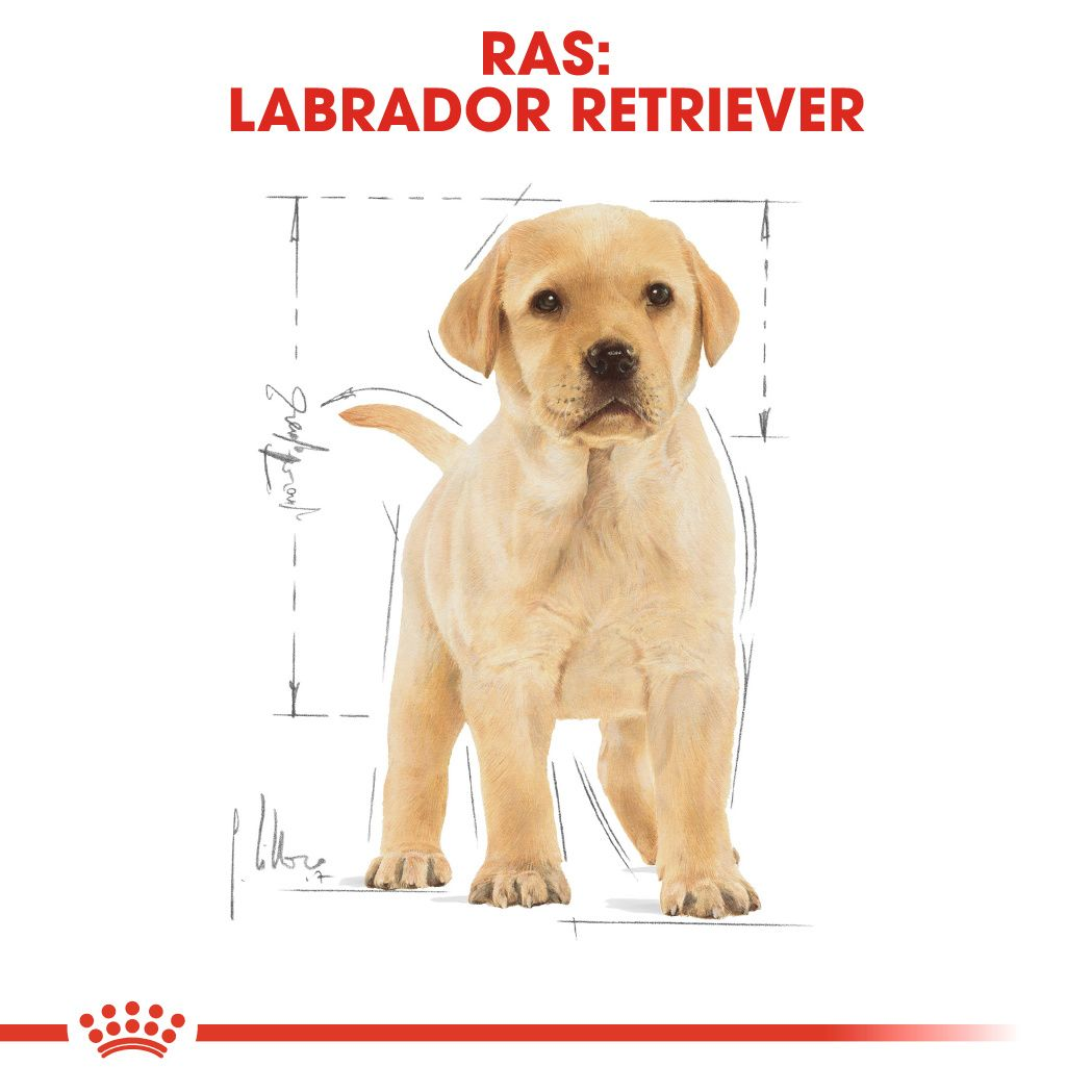 Buy deals labrador puppy