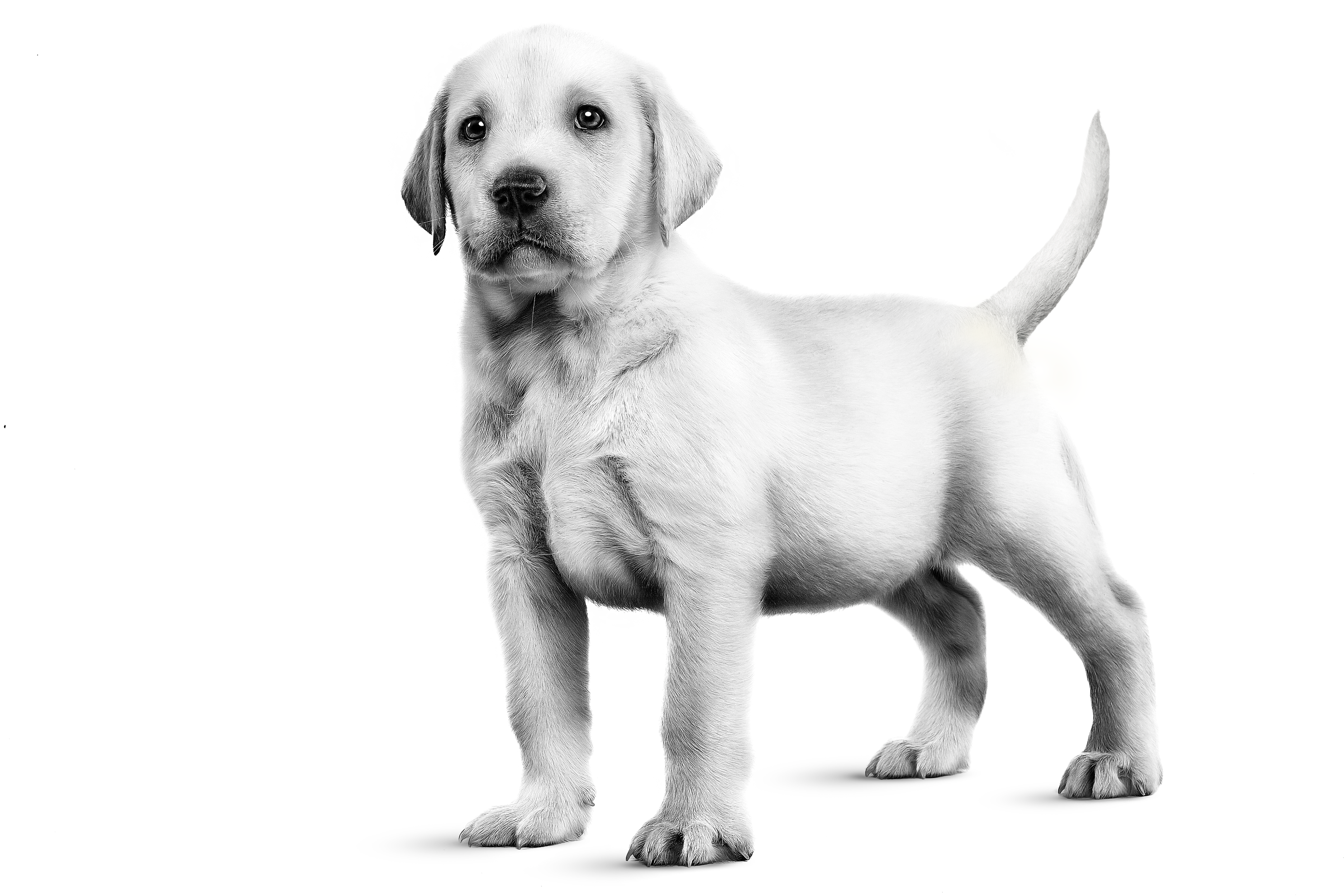 Labrador Retriever puppy standing in black and white on a white background