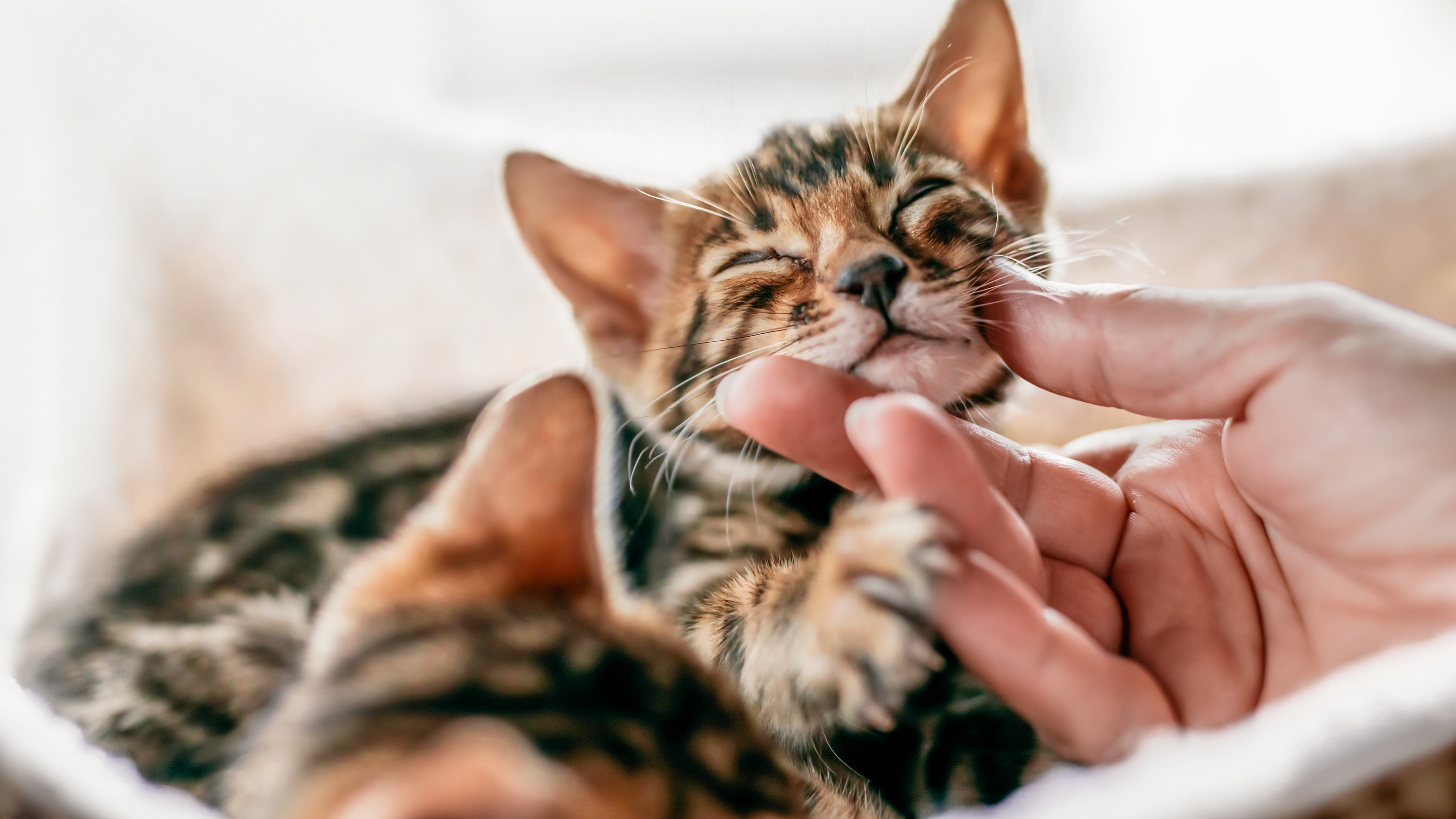 Bengal kitten in a cat bed being stroked by owner