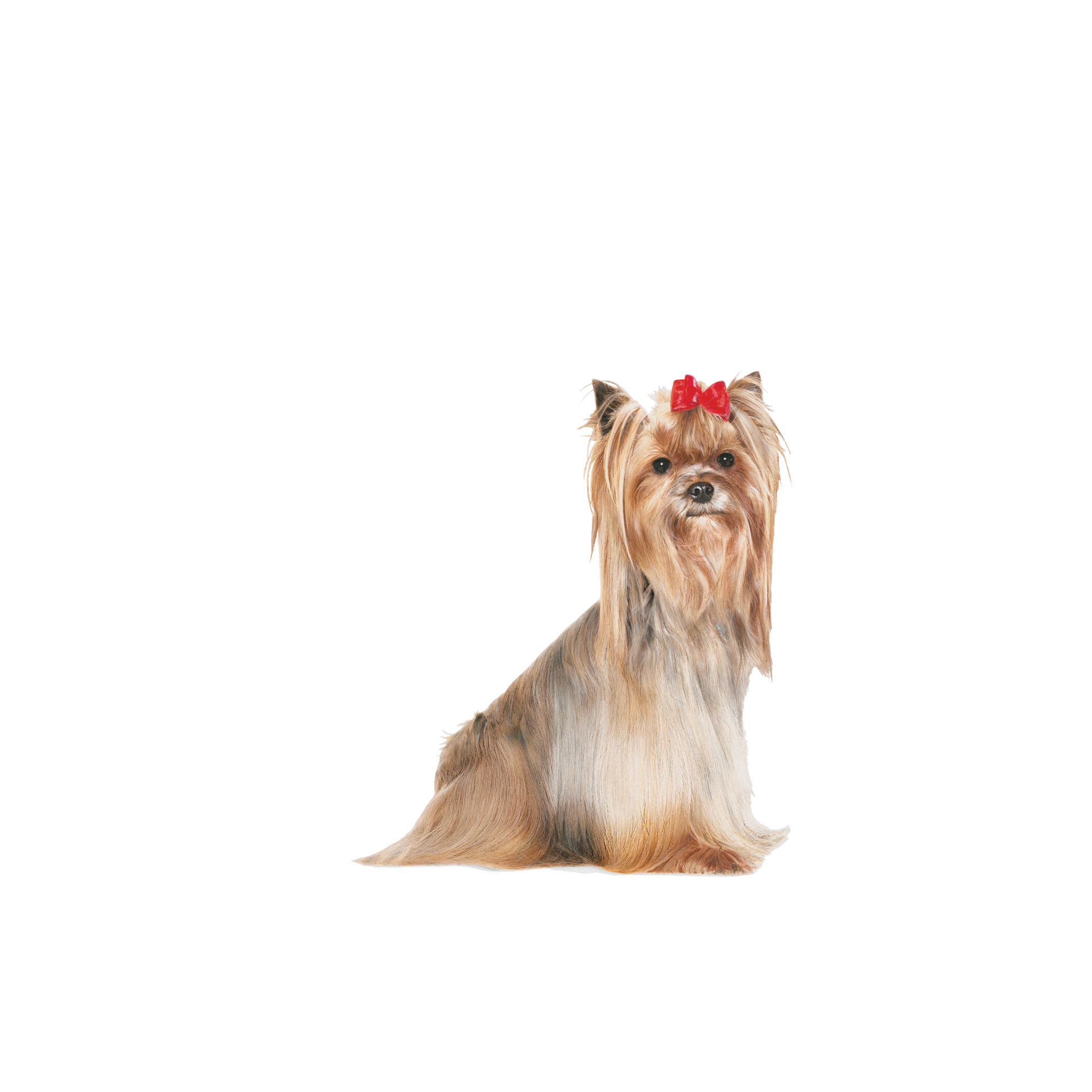Yorkshire Terrier 8+