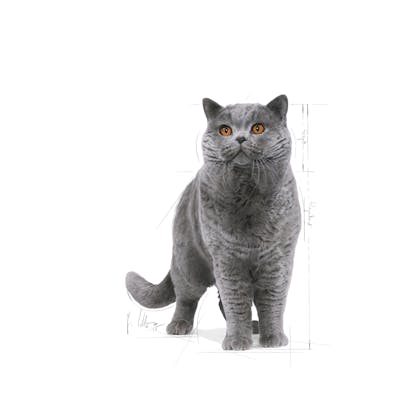 FBN2016_BRITISH SHORTHAIR_FACING