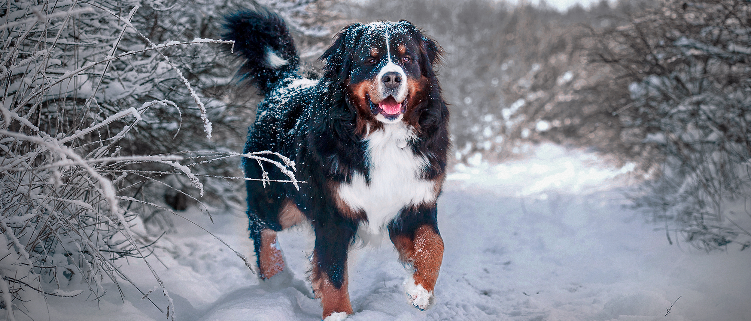 Perro Bernés de la Montaña adulto de pie al aire libre en un sendero de nieve.