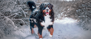 Adult Bernese Mountain Dog standing outdoors on a snow footpath.