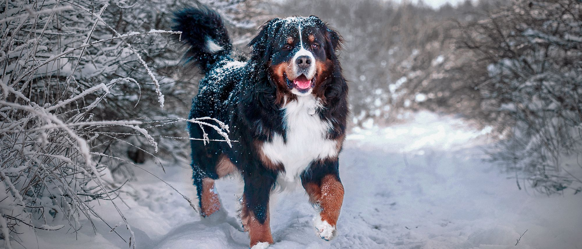 Adult Bernese Mountain Dog standing outdoors on a snow footpath