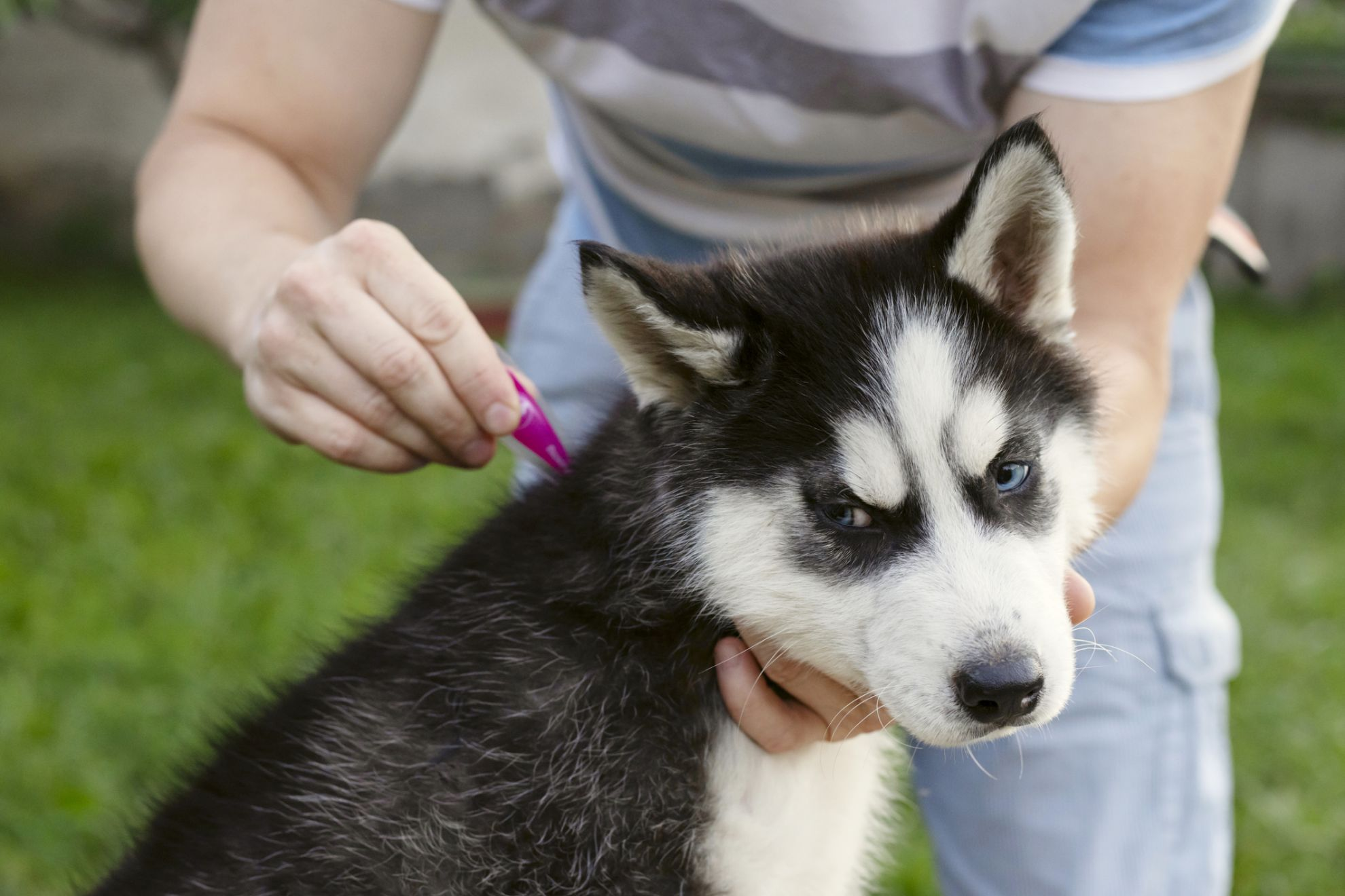 Royal canin 2024 siberian husky