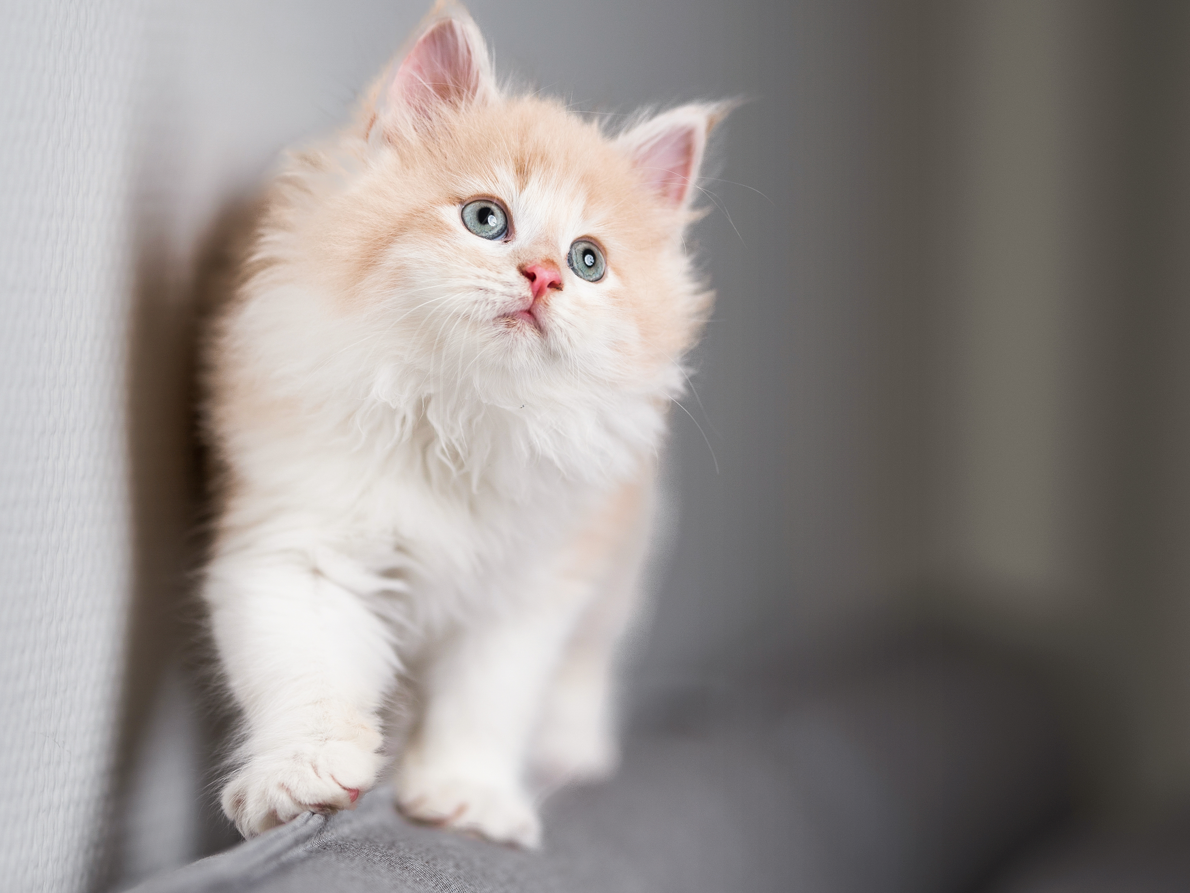 Gatinho Maine Coon a caminhar ao longo das costas de um sofá