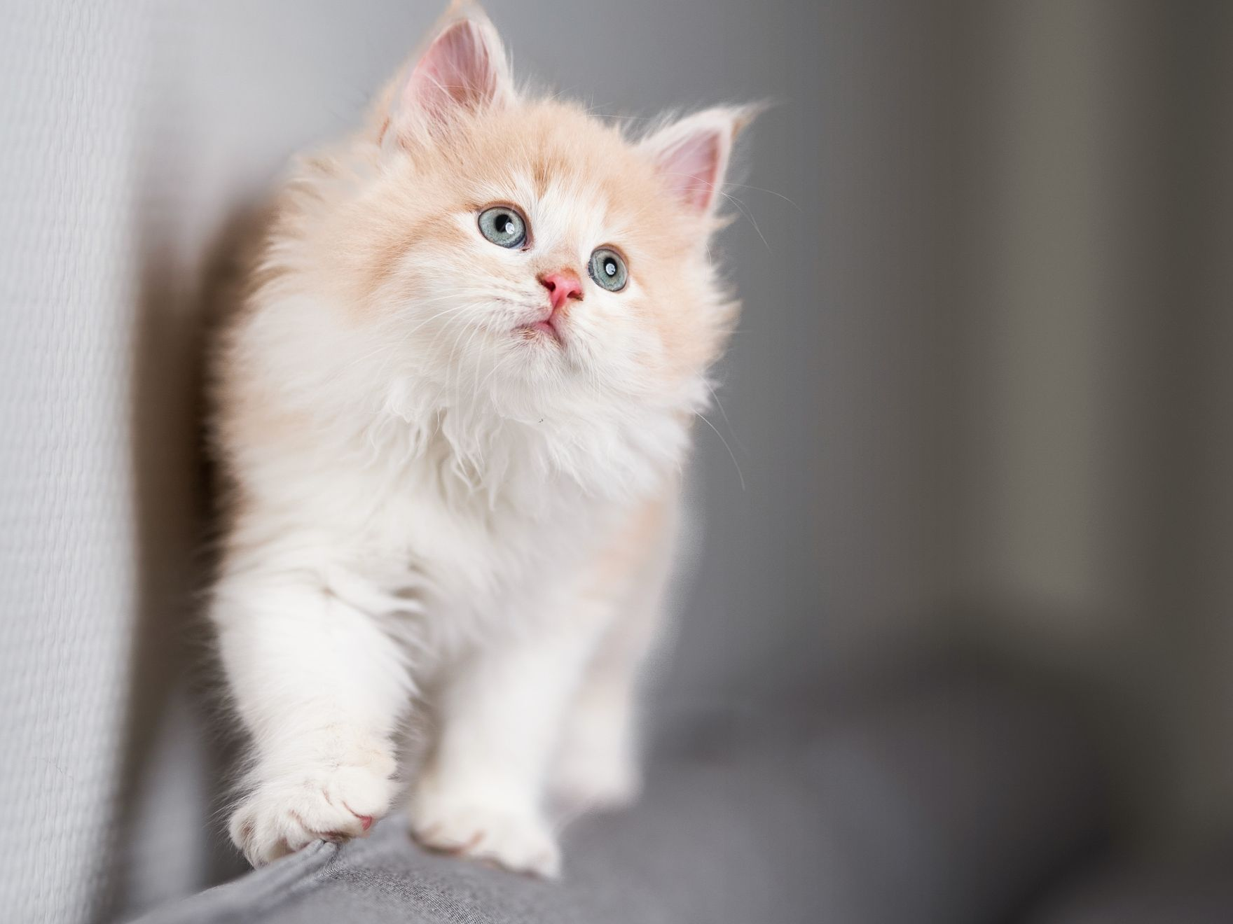 Ein Maine-Coon-Kätzchen spaziert auf dem Rücken eines Sofas entlang