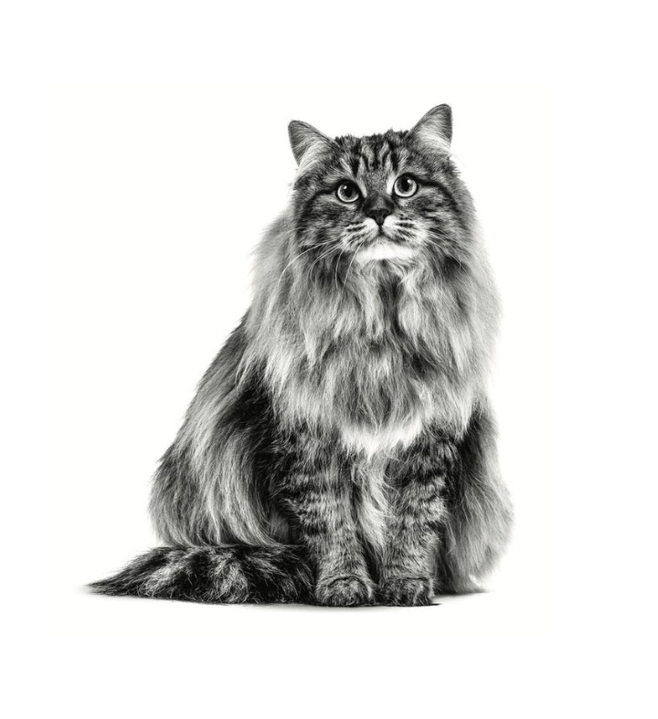 Siberian adult sitting in black and white on a white background