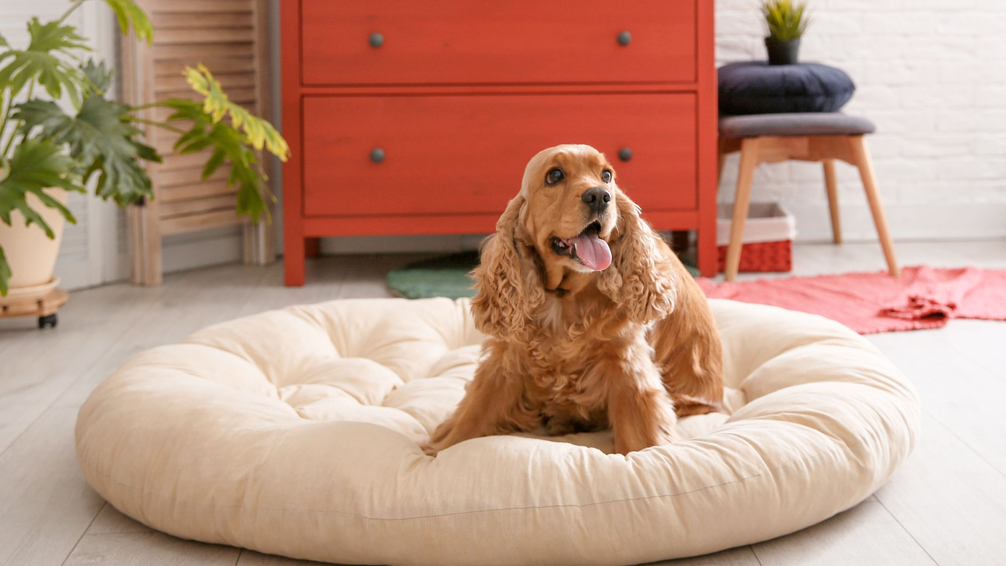 Spaniel zittend op hondenbed in huis