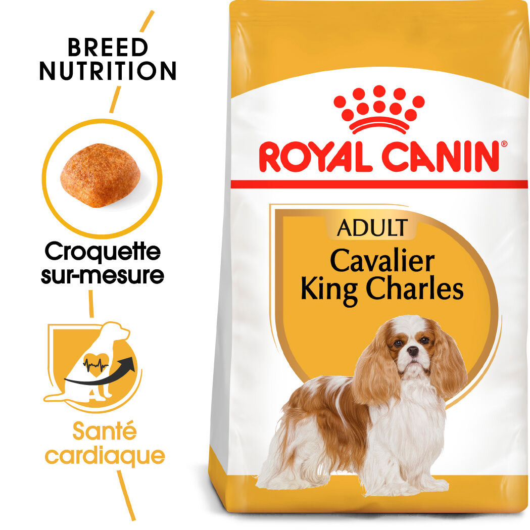 Cavalier King Charles Adult