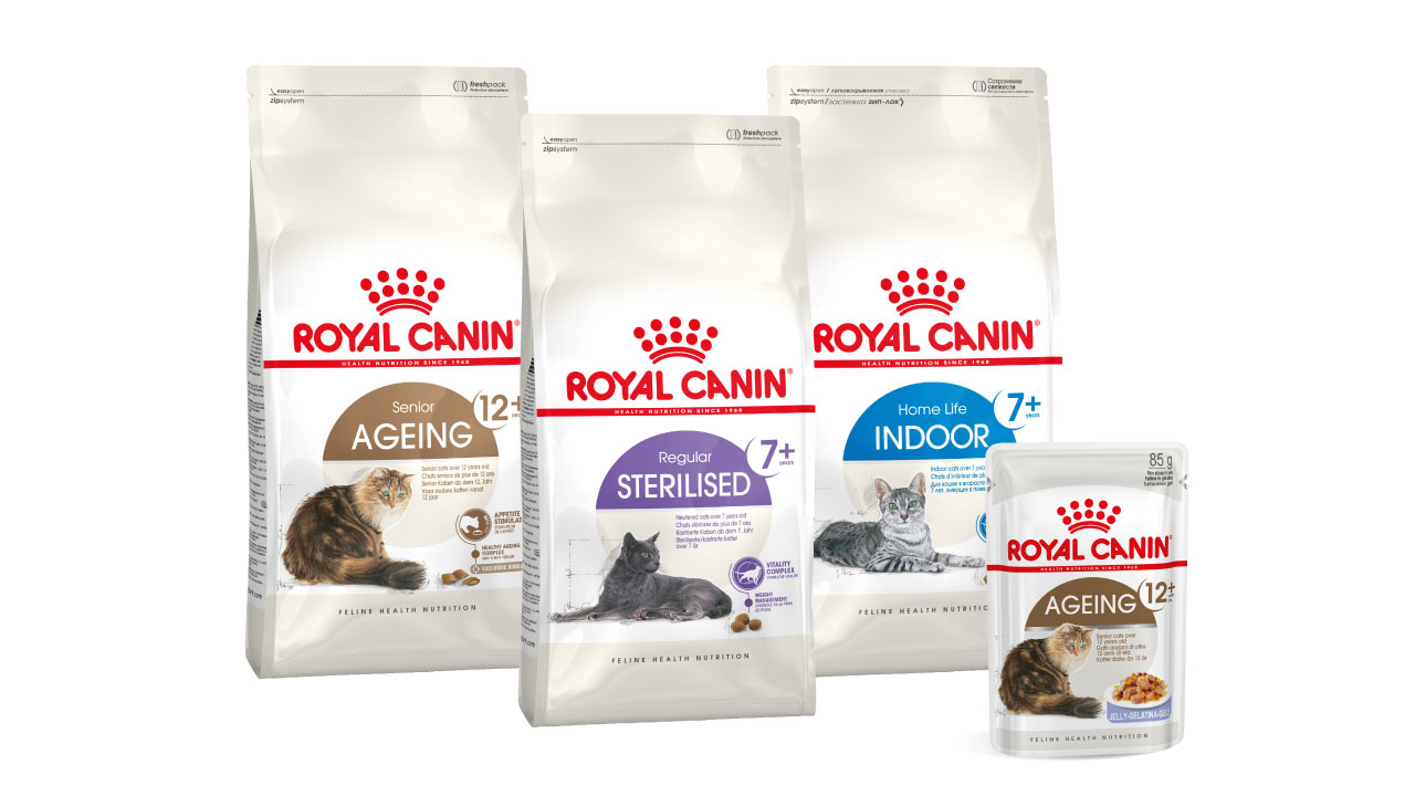 Stare i starije mačke