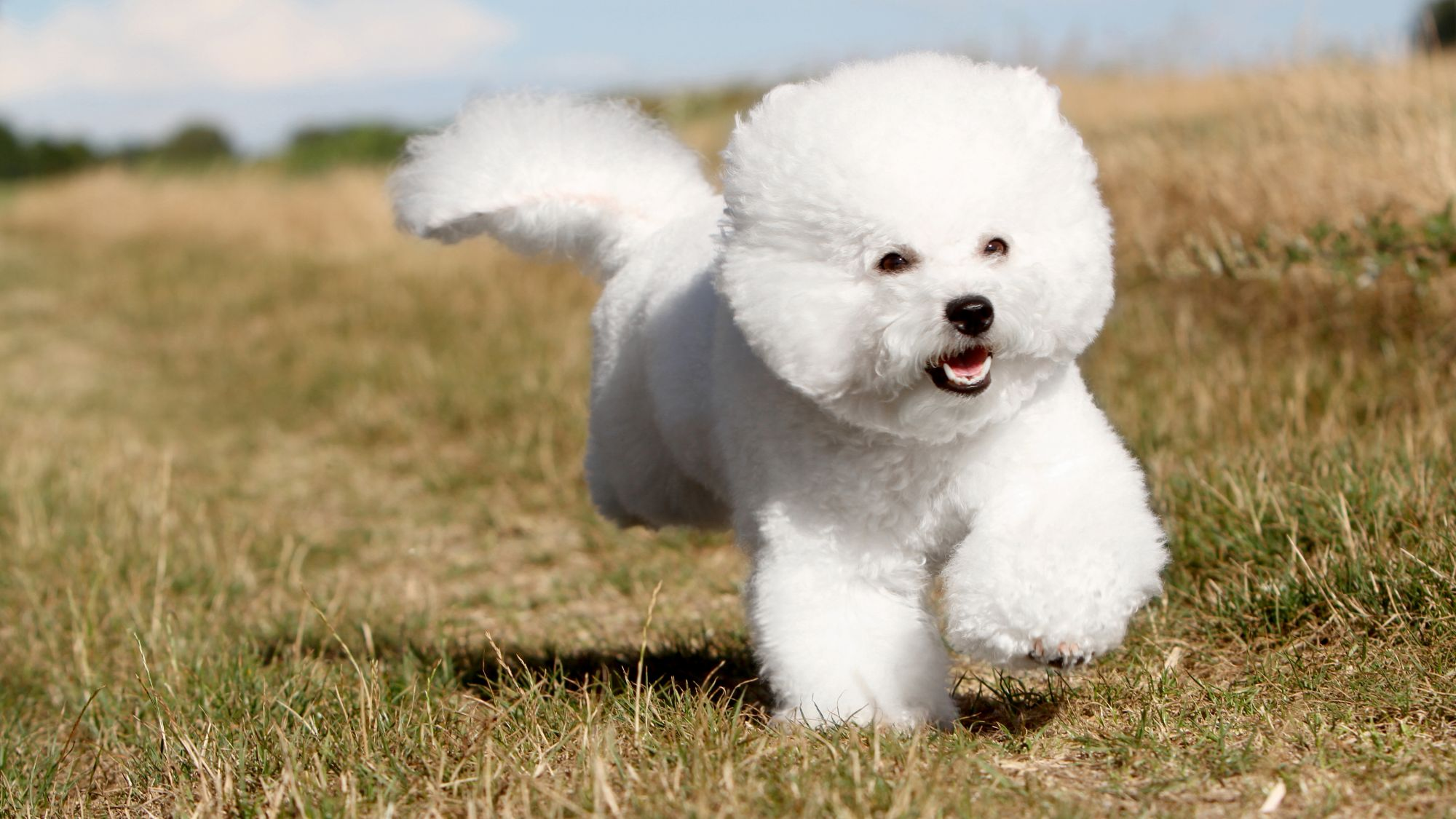 Een Bichon Frisé gefotografeerd in de lucht terwijl hij over een veld rent