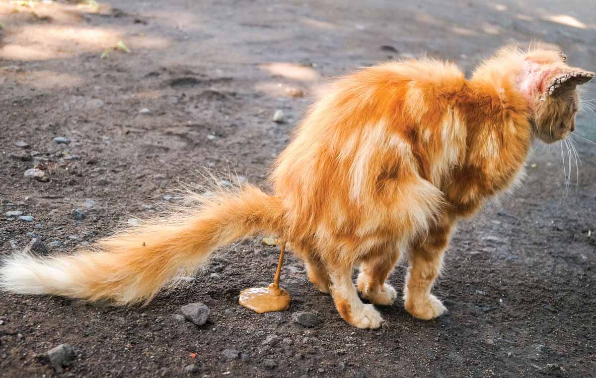 L’IPE devrait être incluse dans la liste des diagnostics différentiels possibles pour tout chat présentant une diarrhée chronique qui ne répond pas au traitement initial