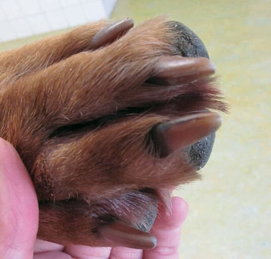 Paronychia in an atopic dog with brown staining of the nails.