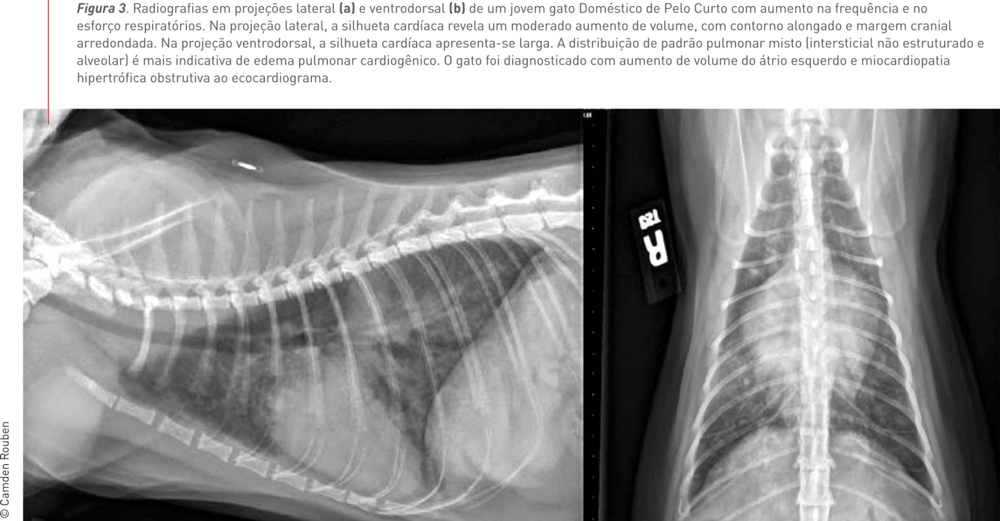 Figura 3. Radiografias em projeções lateral (a) e ventrodorsal (b) de um jovem gato