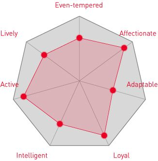 Далматин (далматинец)