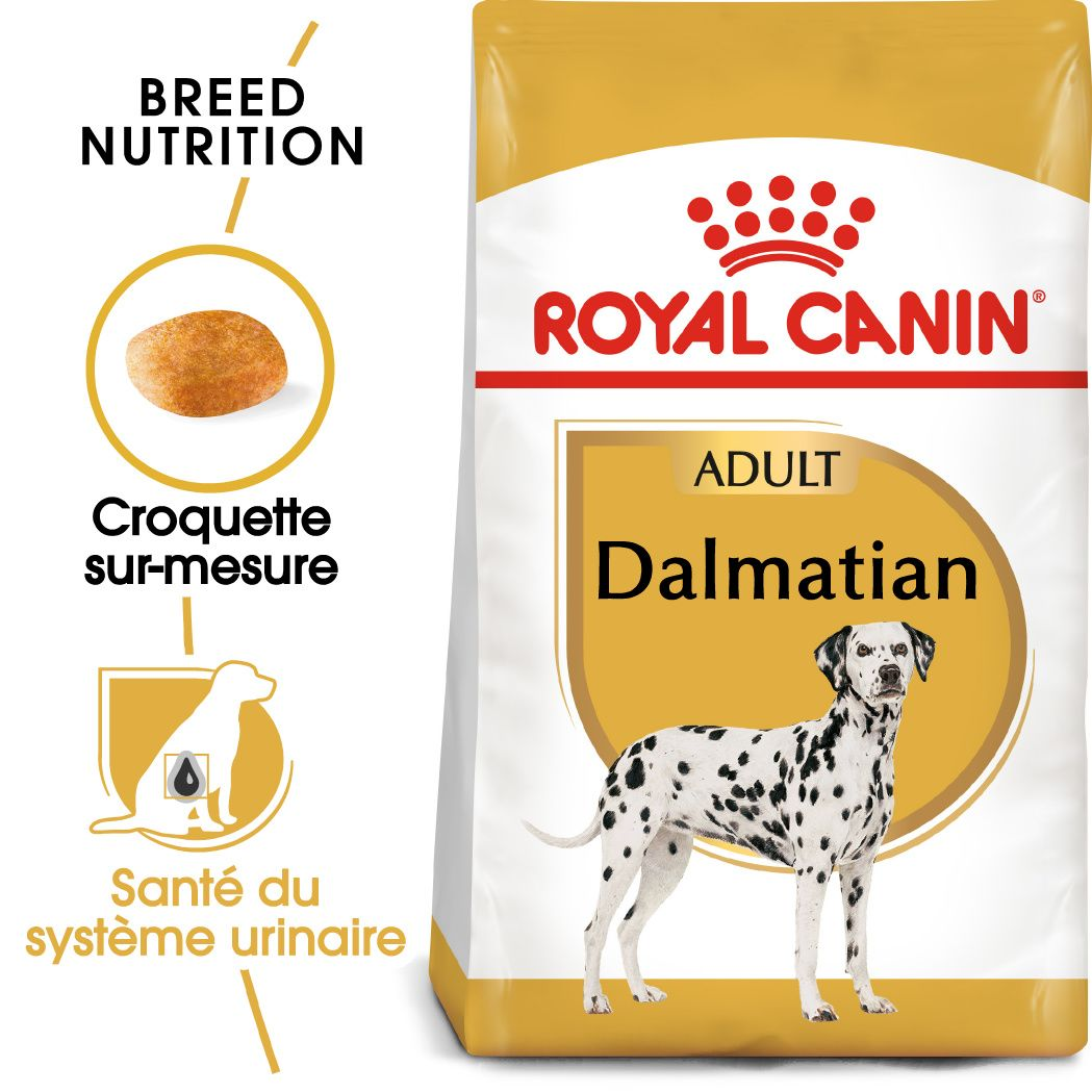 Dalmatien Adulte