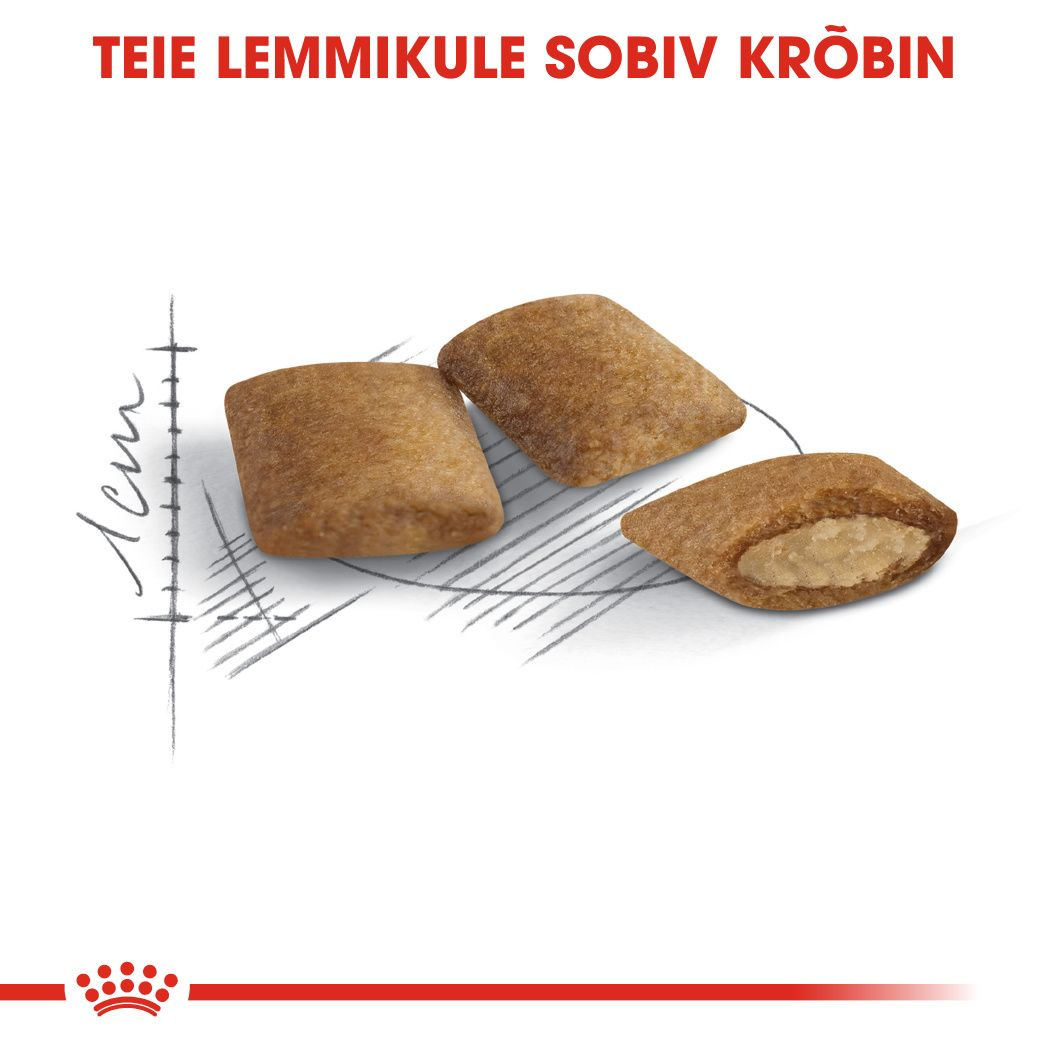 Royal Canin Ageing 12+ kuivtoit