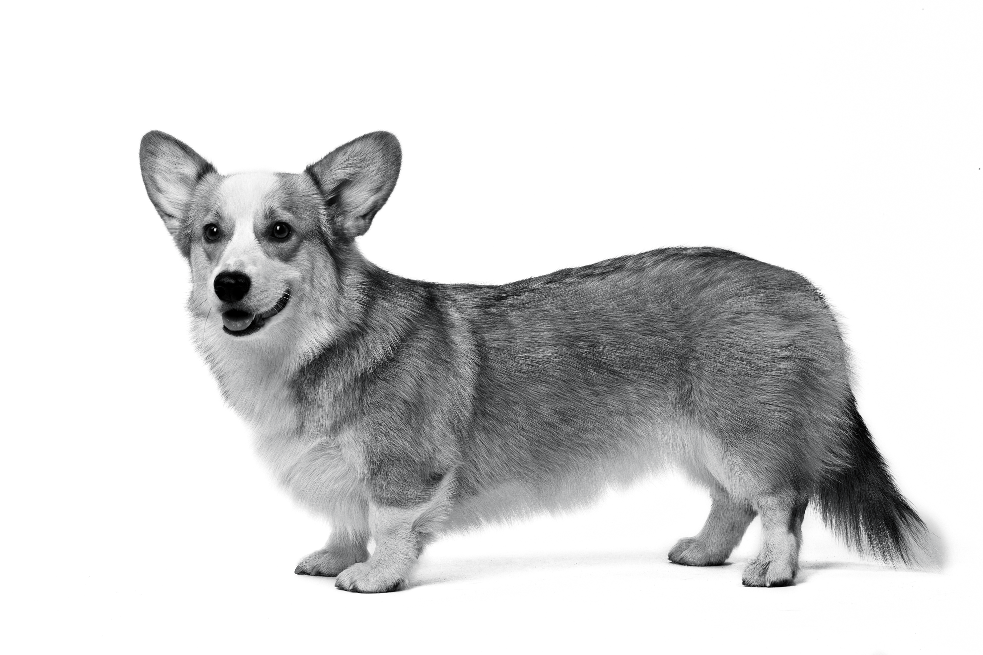 Royal canin hot sale corgi