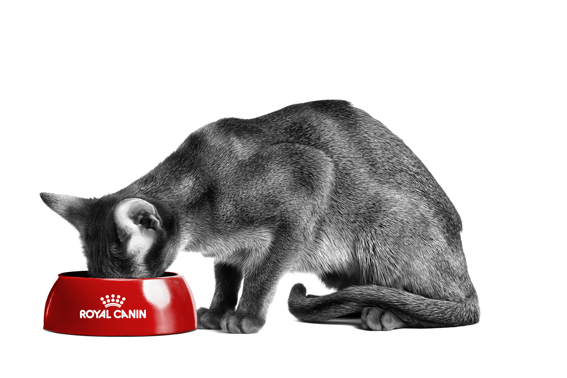 Abessijn kat in zwart-wit eet uit een royal canin voerbakje