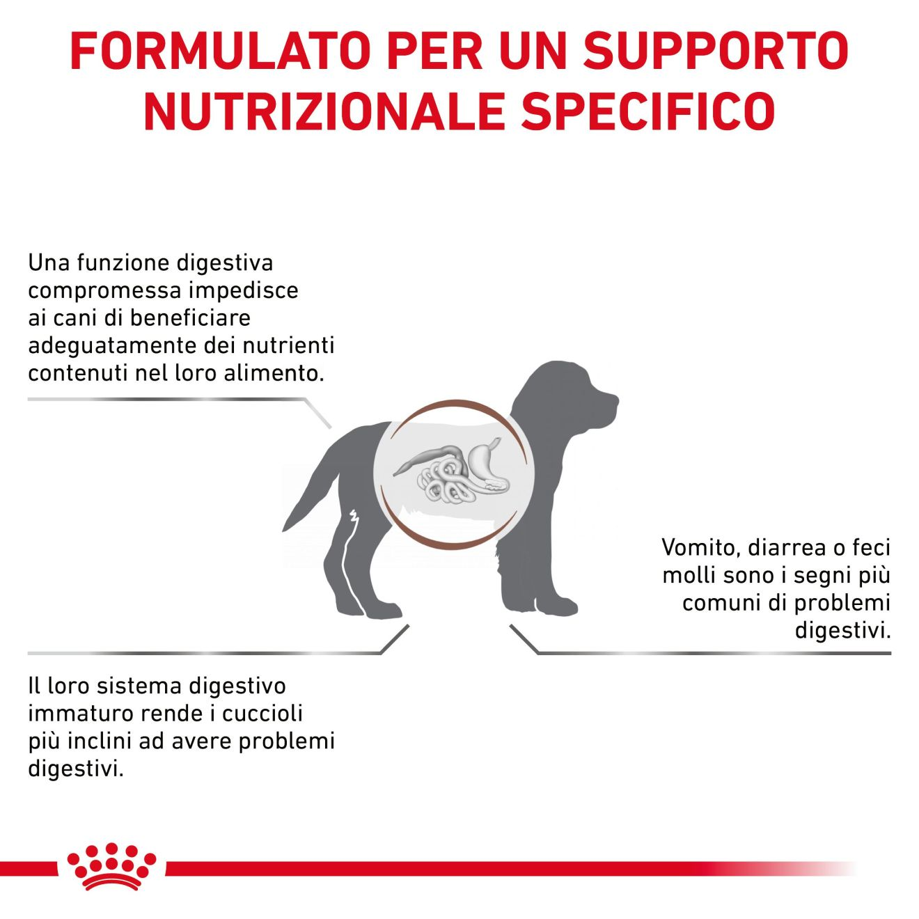 Gastrointestinal Puppy
