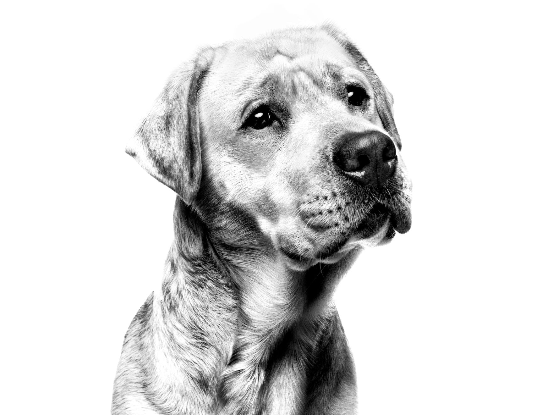 Black and white close-up portrait of Labrador's face