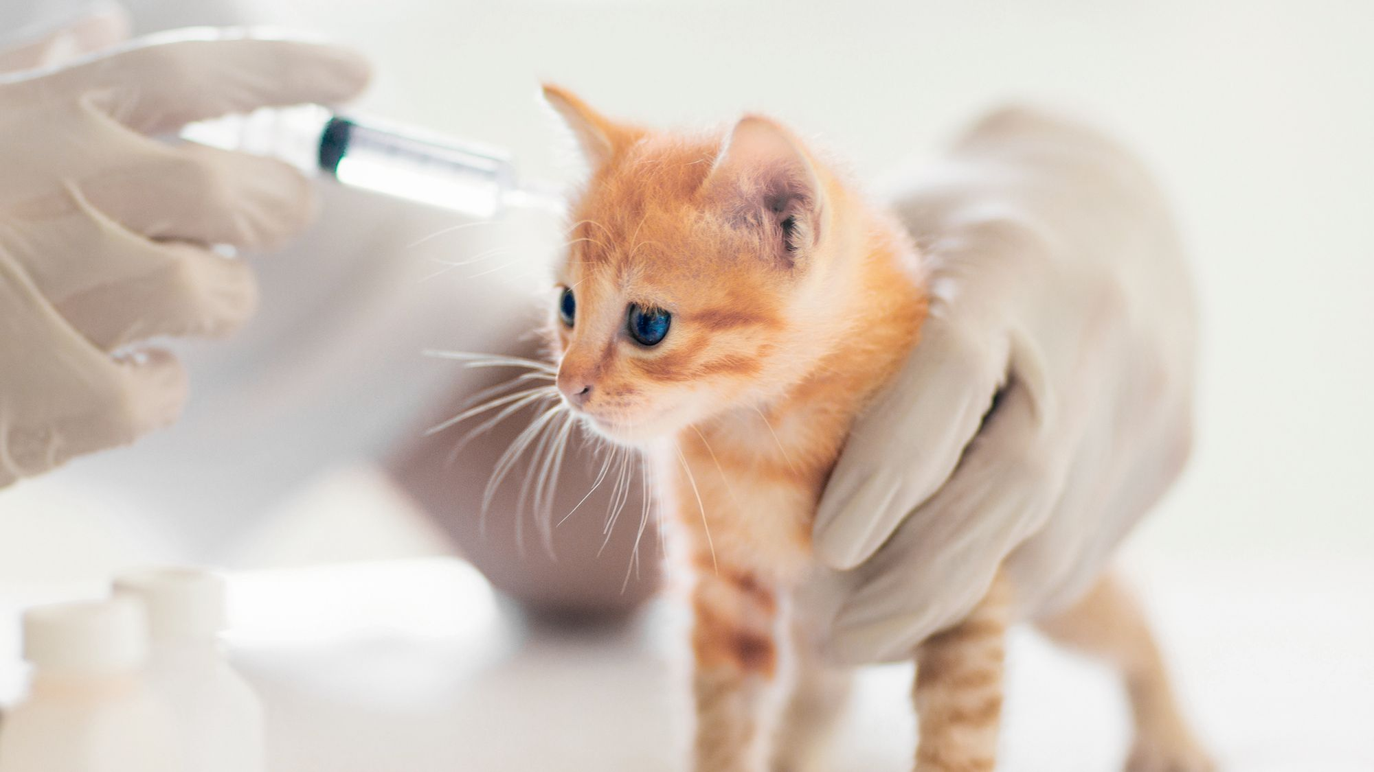 Ginger kitten standing on a table being examined by a vet