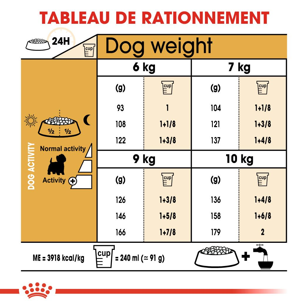 Westie Adulte