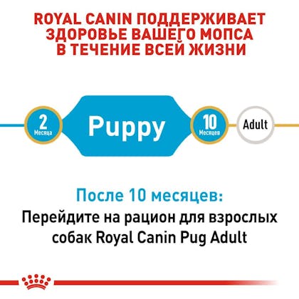 RC-BHN-PuppyPug_2-RU.jpg