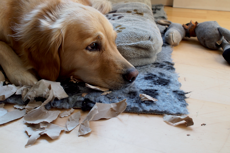 Abuse can happen to any animal, but there are certain categories that are at greater risk, including dogs that are noisy or that have behavior problems, such as separation anxiety
