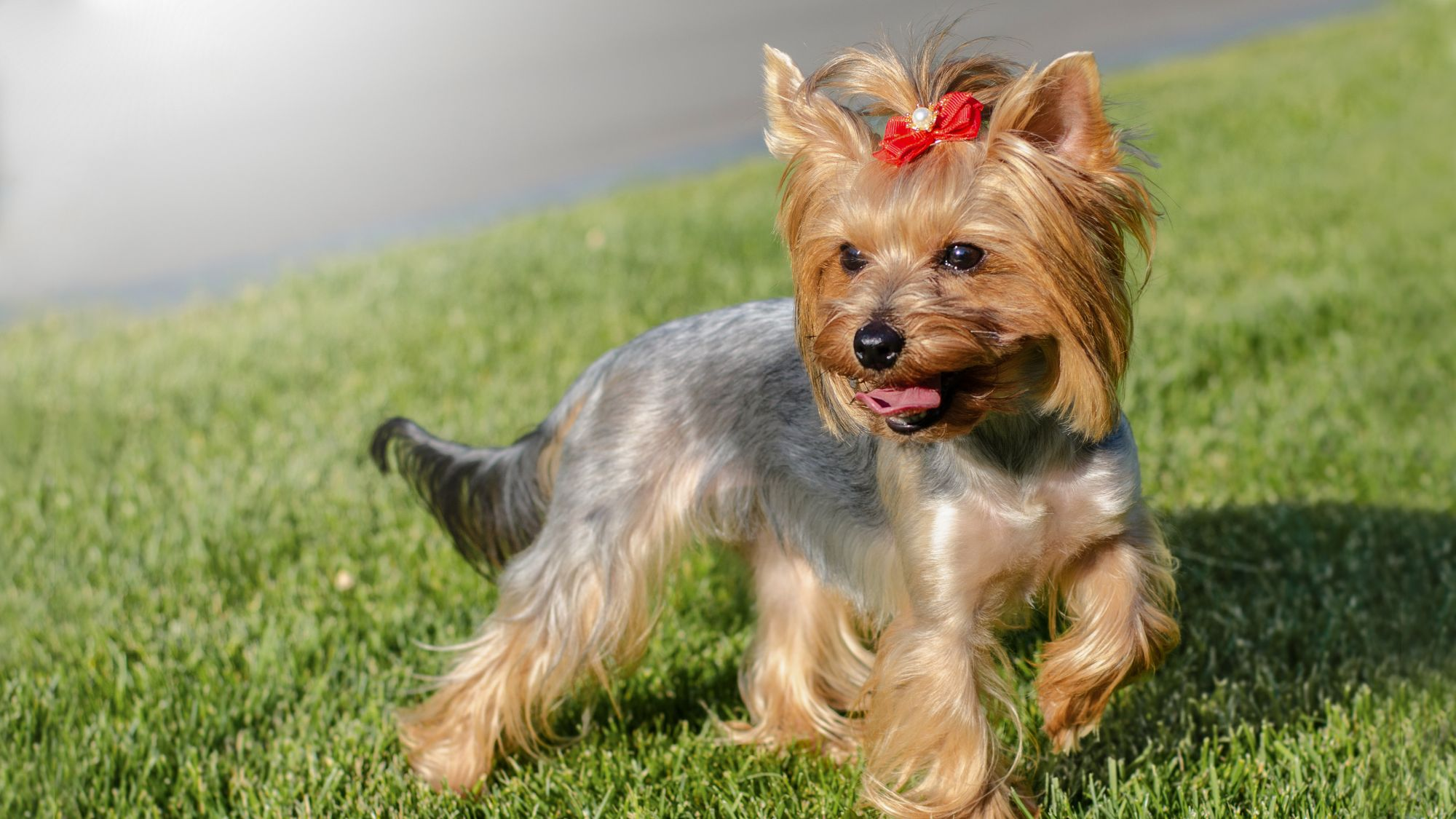 Yorkshire Terrier with a red bow in hair
