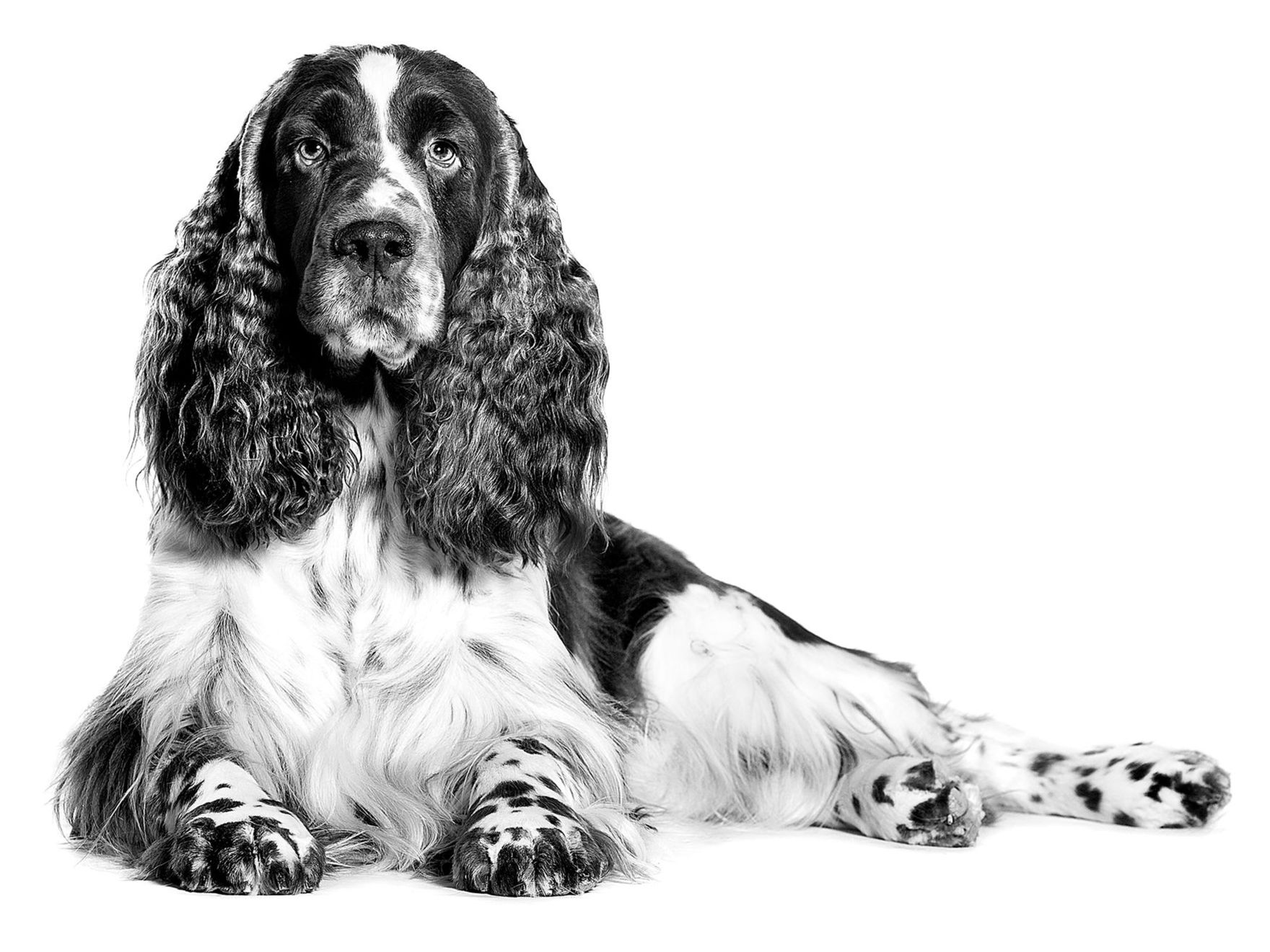 Black and white spaniel lying down