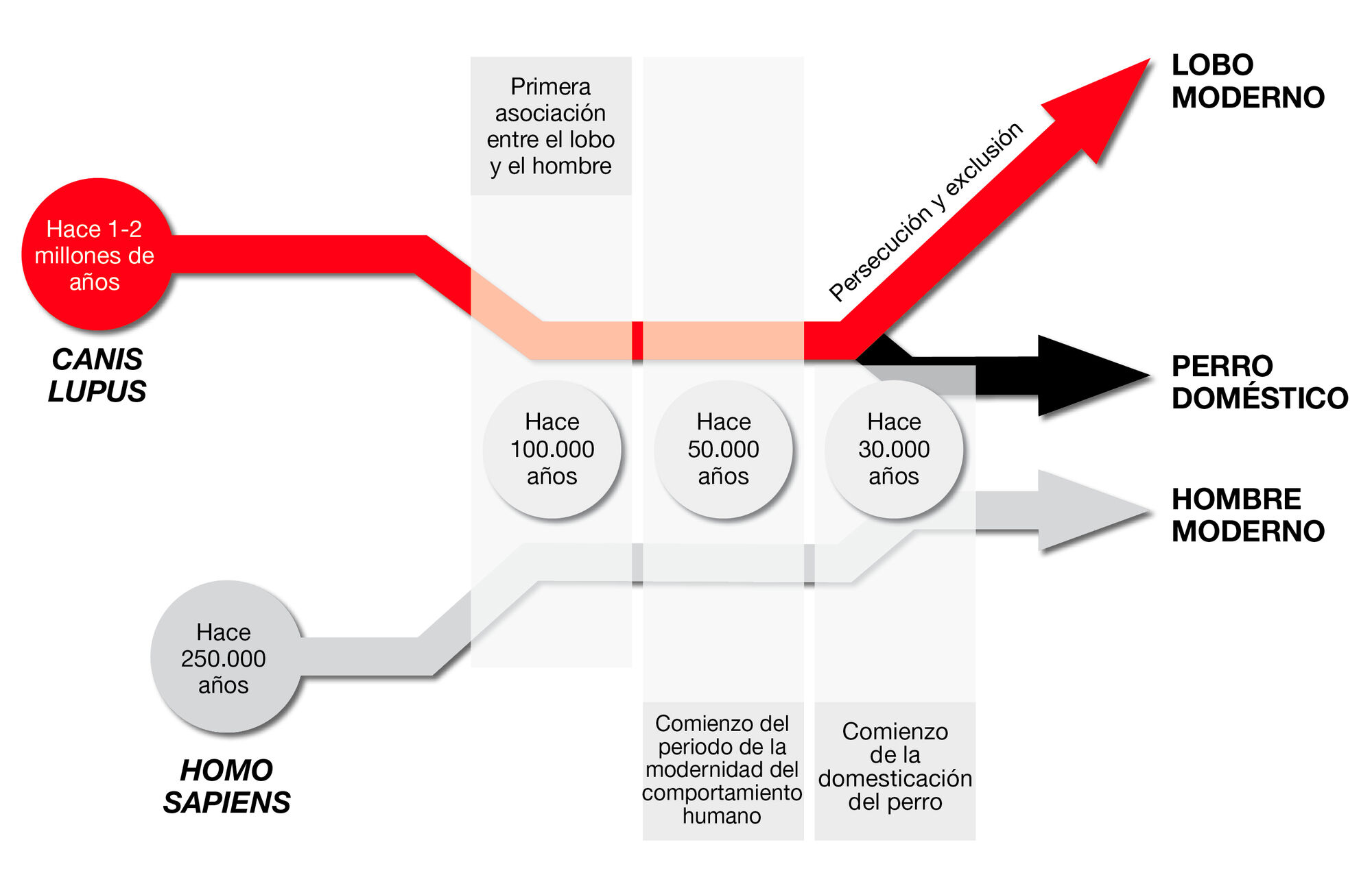 Figura 1. Breve resumen sobre la asociación entre el hombre y el perro doméstico.