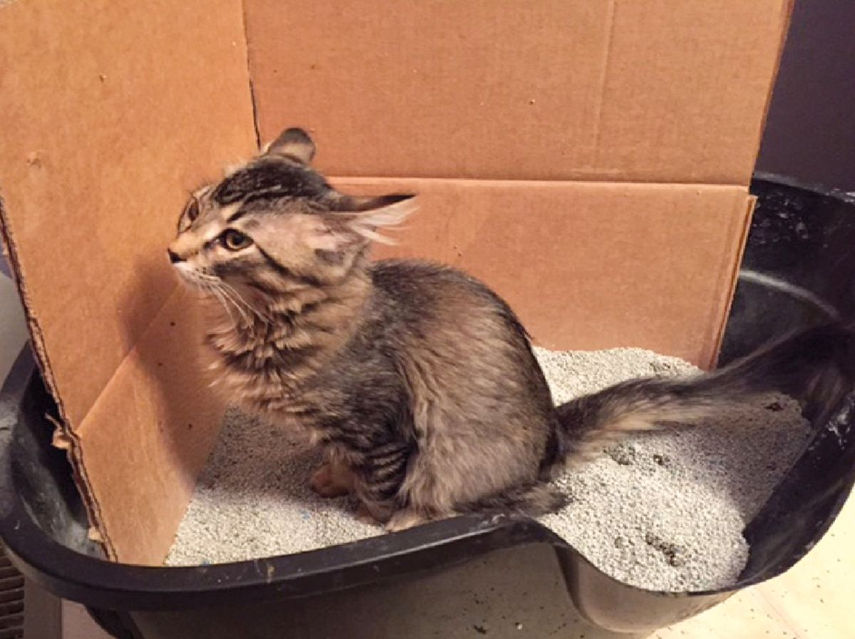 Comment j’aborde... La diarrhée chronique chez le chat