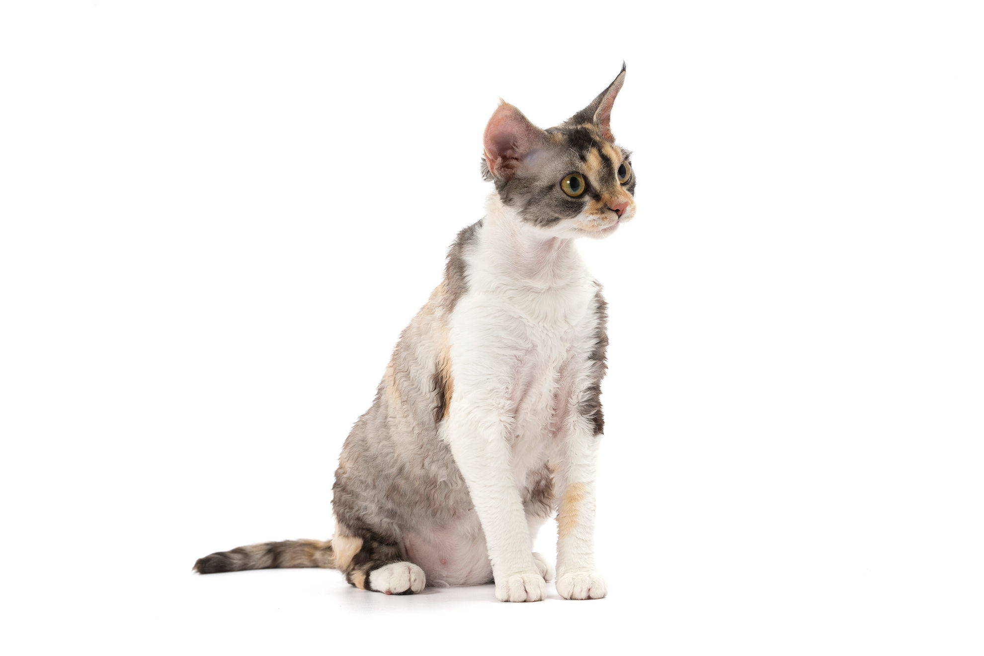 Devon Rex adult in black and white