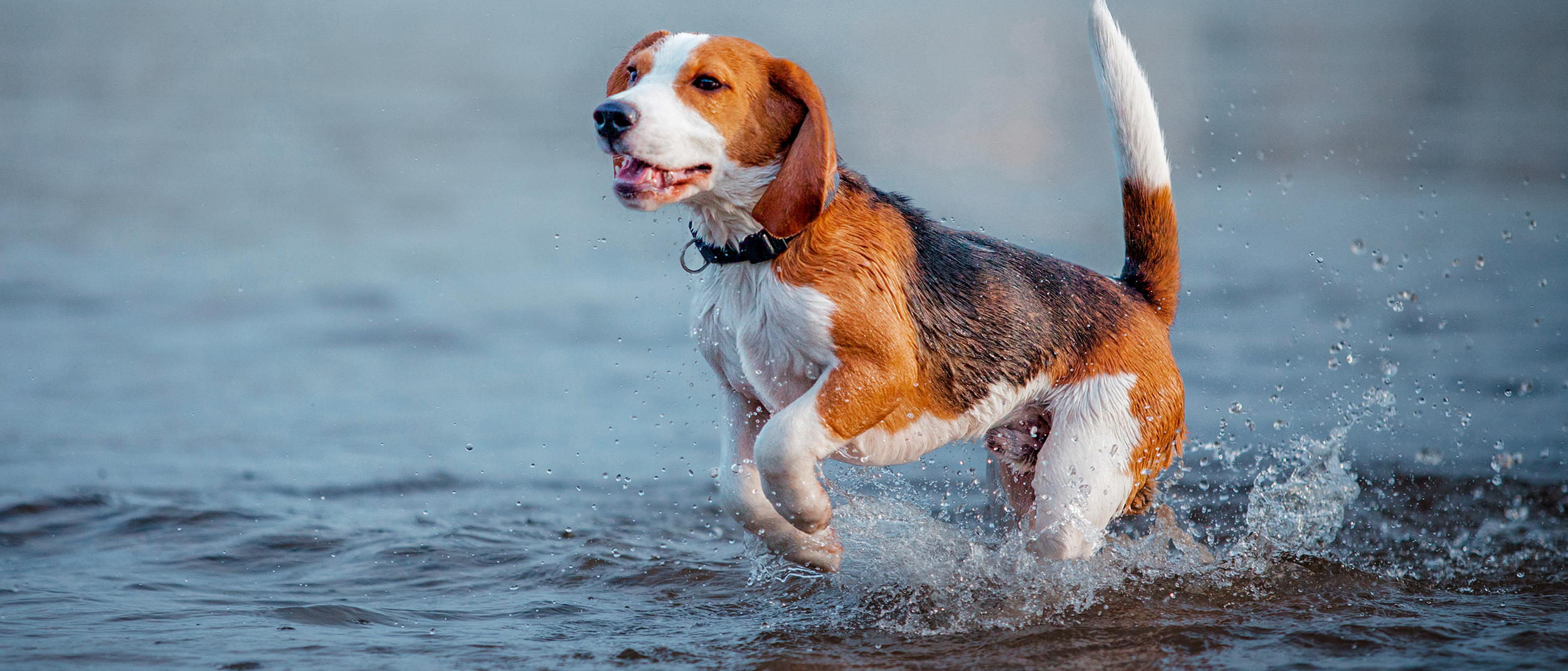 Beagle adulto corriendo en agua.