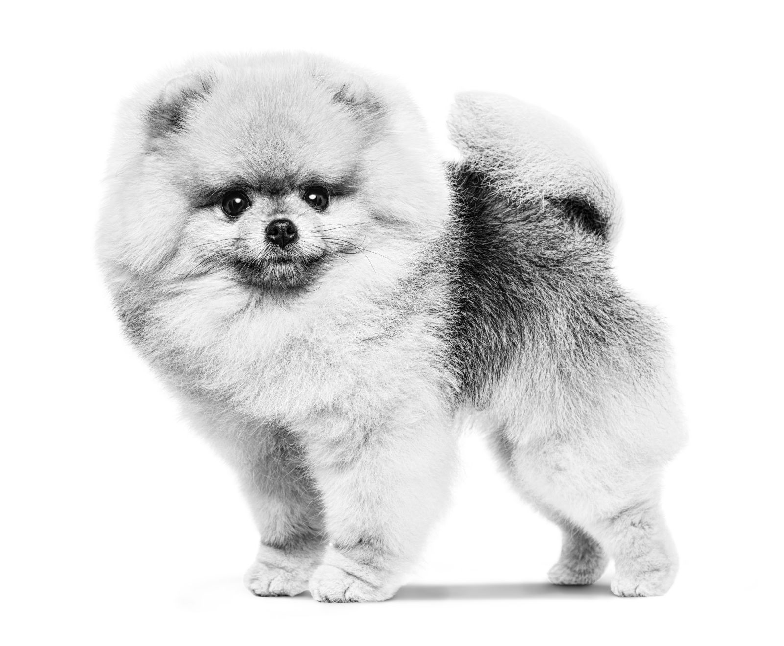 Pomeranian adult standing black and white