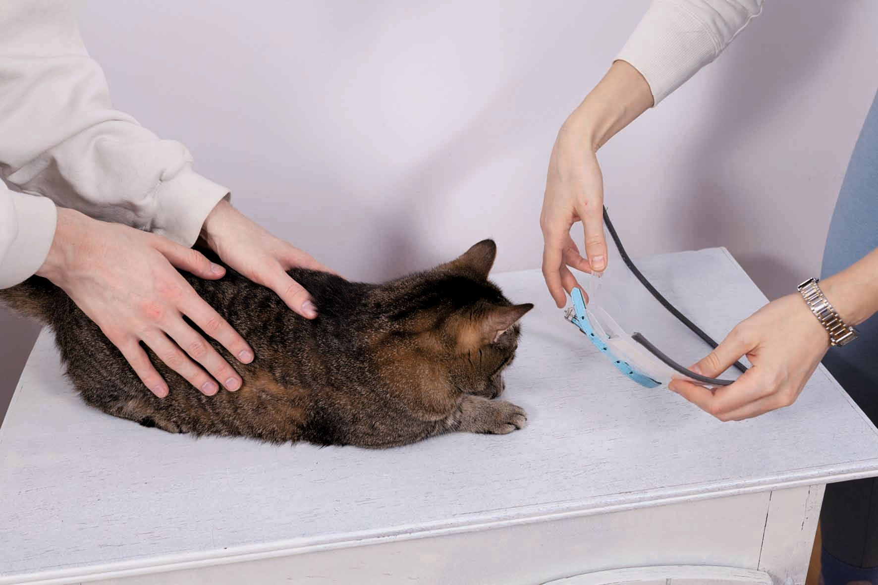 The veterinary team should carefully discuss the use of a collar when the patient is initially fitted with one in order to minimize the negative impacts and maximize the benefits. 