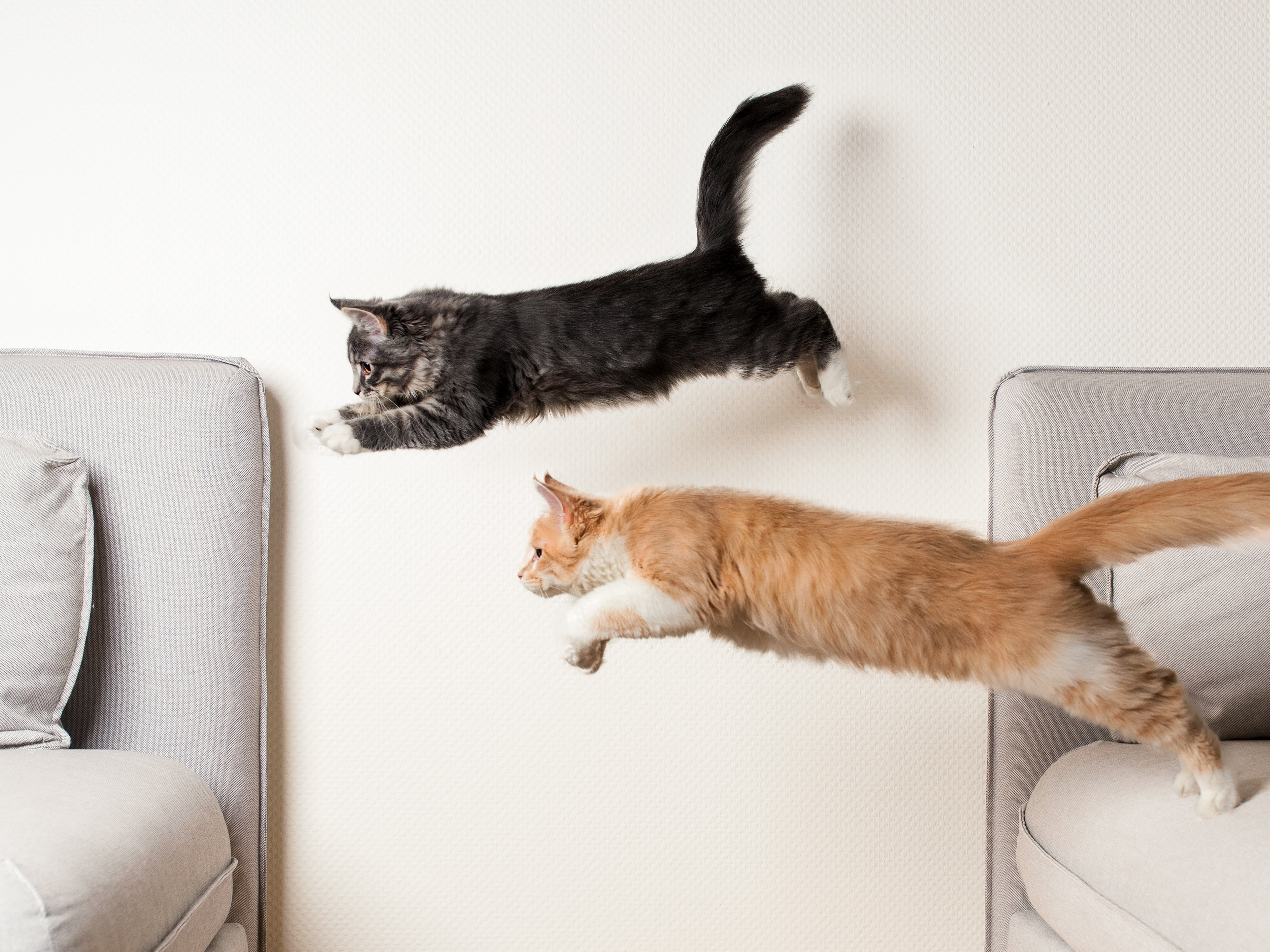 Maine-Coon-Kätzchen Kätzchen springen in einem Wohnzimmer umher