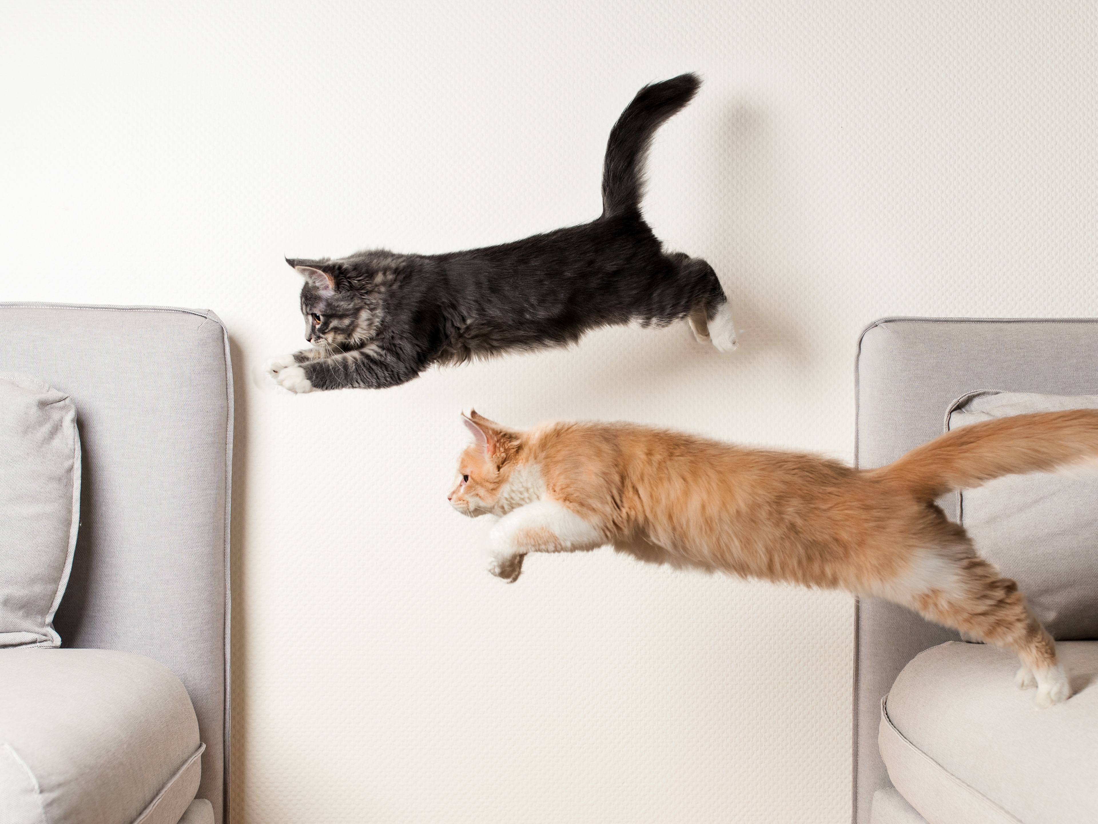 Chatons maine coon sautant dans un salon