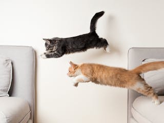Котята породы мэйн-кун прыгают в гостиной