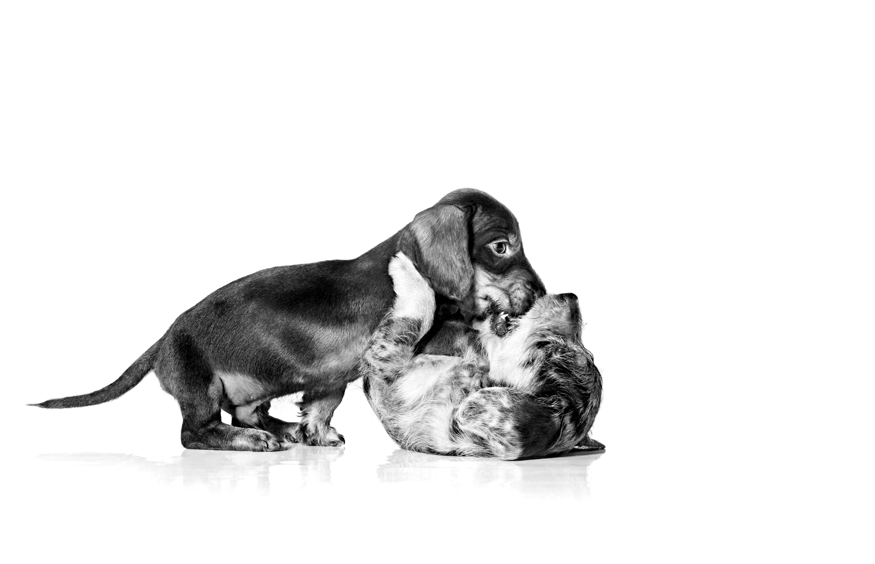 Dachshund puppies playing in black and white